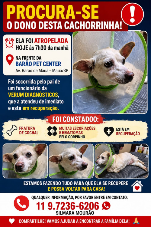 chiquinha-salva-de-um-atropelamento-em-maua-adocao-doacao-cachorro-gato-2