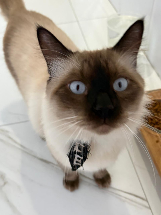 onde-esta-o-ice-adocao-doacao-cachorro-gato-0