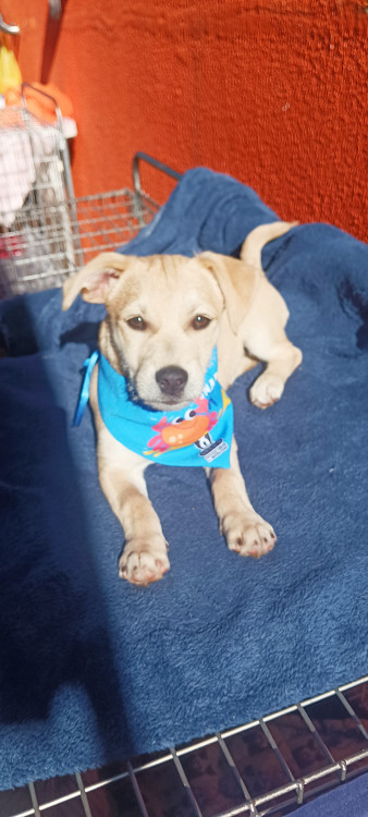 doacao-adocao-doacao-cachorro-gato-0