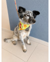 leo-e-bia-sobreviventes-inseparaveis-small-2