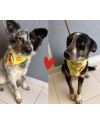 leo-e-bia-sobreviventes-inseparaveis-small-0