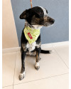 leo-e-bia-sobreviventes-inseparaveis-small-3