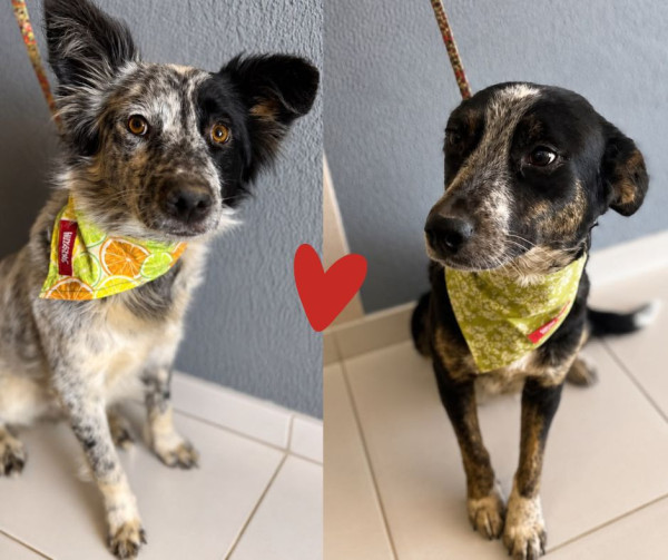 leo-e-bia-sobreviventes-inseparaveis-adocao-doacao-cachorro-gato-0