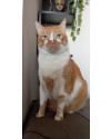 doacao-de-gato-laranja-docel-small-0