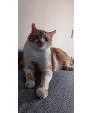 doacao-de-gato-laranja-docel-small-1