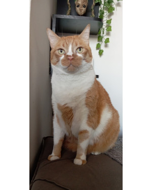 Doação de Gato Laranja Docel