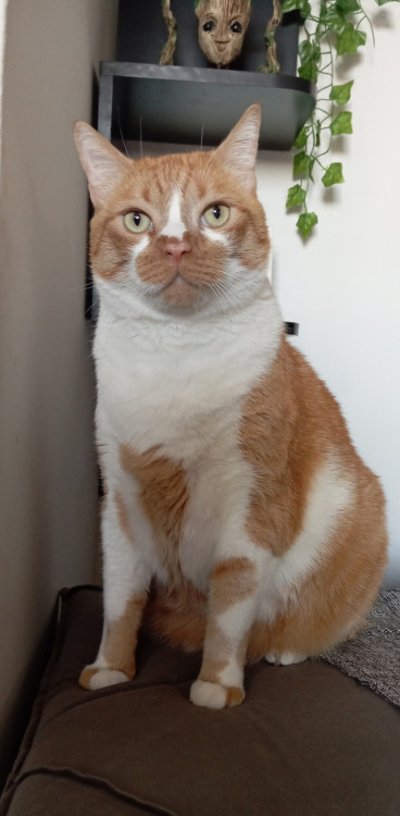 doacao-de-gato-laranja-docel-adocao-doacao-cachorro-gato-0