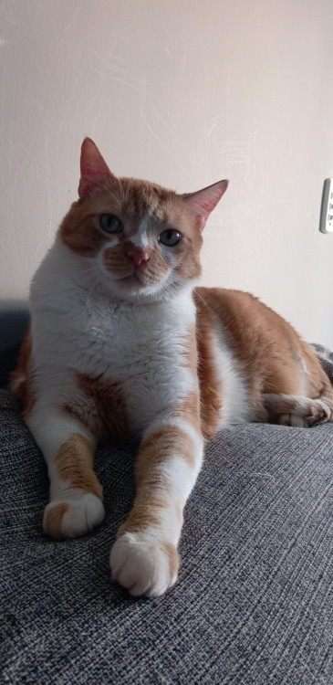 doacao-de-gato-laranja-docel-adocao-doacao-cachorro-gato-1