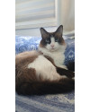 gata-peludinha-siames-small-1