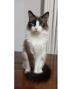gata-peludinha-siames-small-0