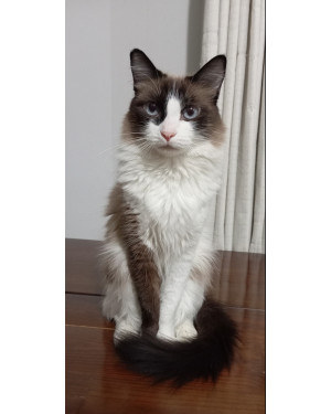 Gata Peludinha "Siames"