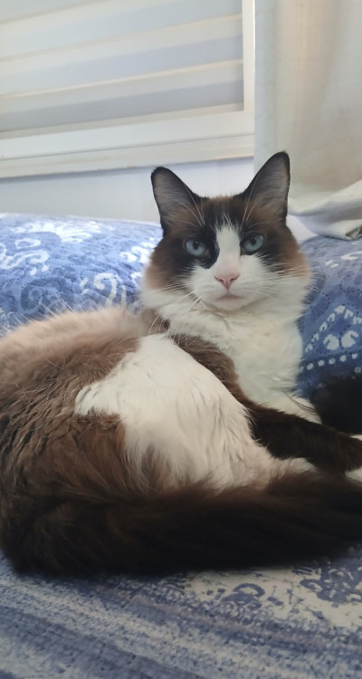 gata-peludinha-siames-adocao-doacao-cachorro-gato-1