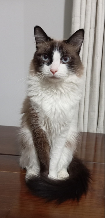 gata-peludinha-siames-adocao-doacao-cachorro-gato-0