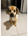 alberto-resmo-procura-um-lar-cheio-de-amor-small-1