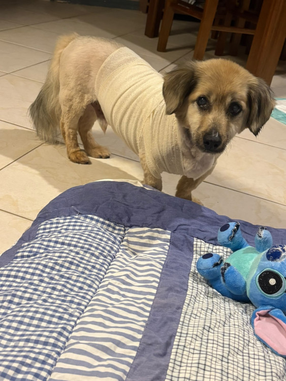 alberto-resmo-procura-um-lar-cheio-de-amor-adocao-doacao-cachorro-gato-0