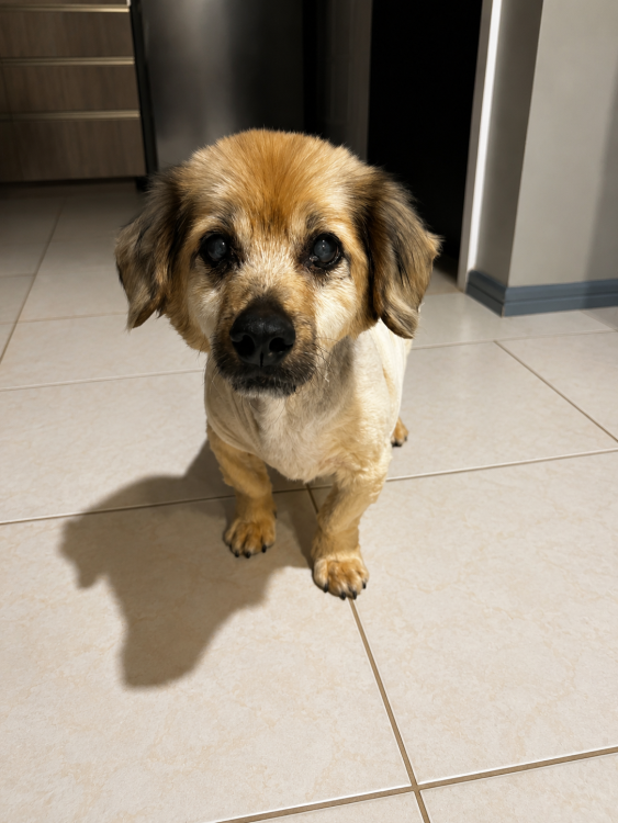 alberto-resmo-procura-um-lar-cheio-de-amor-adocao-doacao-cachorro-gato-1