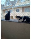 dupla-dinamica-procura-um-lar-small-3