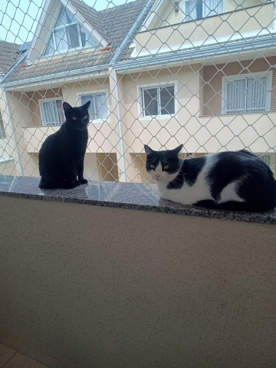 dupla-dinamica-procura-um-lar-adocao-doacao-cachorro-gato-3