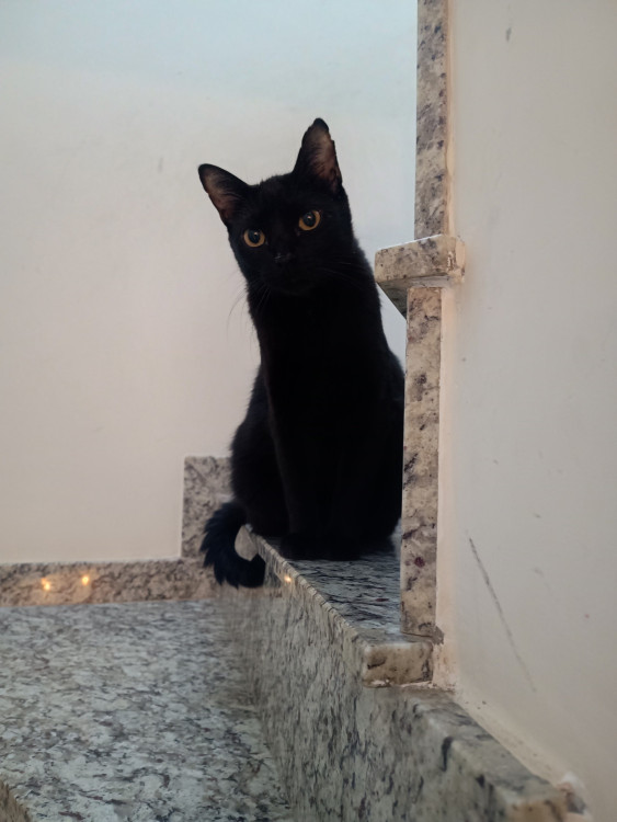 dupla-dinamica-procura-um-lar-adocao-doacao-cachorro-gato-1