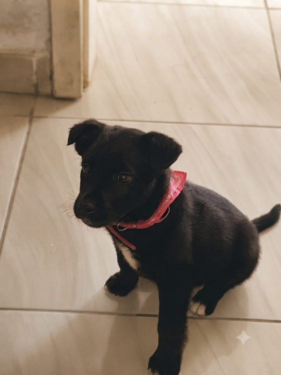 doando-minha-aluna-adocao-doacao-cachorro-gato-0