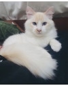 doa-se-irmaos-da-raca-ragdoll-small-1