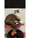 doa-se-irmaos-da-raca-ragdoll-small-2