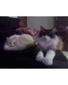 doa-se-irmaos-da-raca-ragdoll-small-3