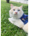doa-se-irmaos-da-raca-ragdoll-small-0
