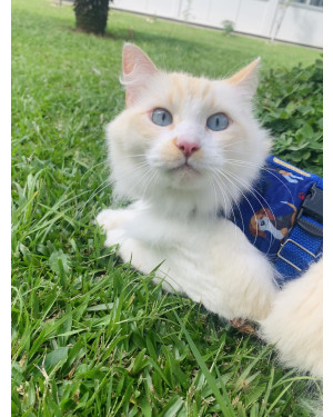 Doa-se irmãos da raça Ragdoll.