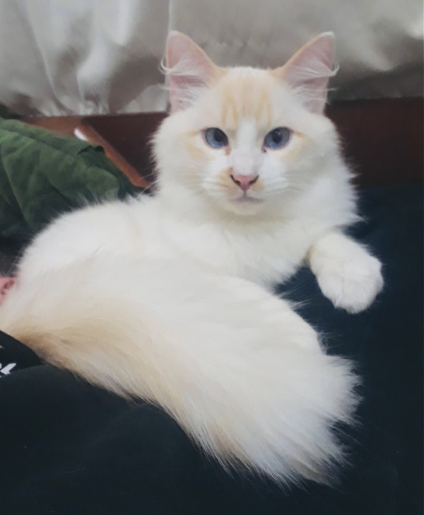 doa-se-irmaos-da-raca-ragdoll-adocao-doacao-cachorro-gato-1