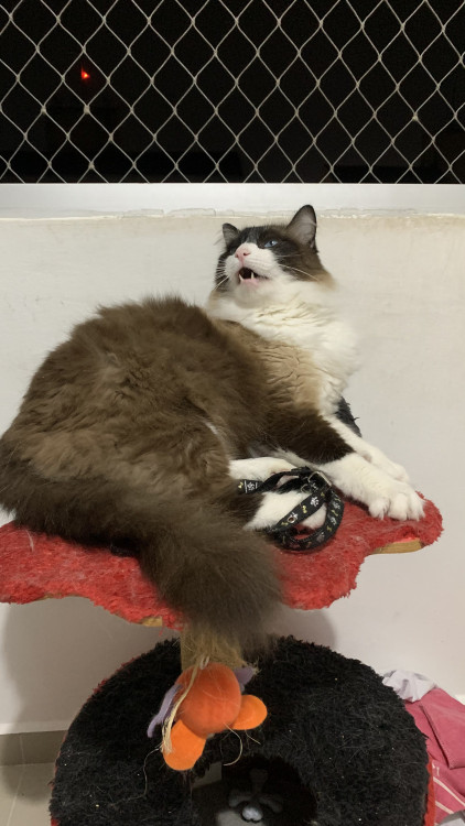 doa-se-irmaos-da-raca-ragdoll-adocao-doacao-cachorro-gato-2