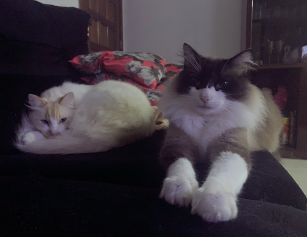 doa-se-irmaos-da-raca-ragdoll-adocao-doacao-cachorro-gato-3