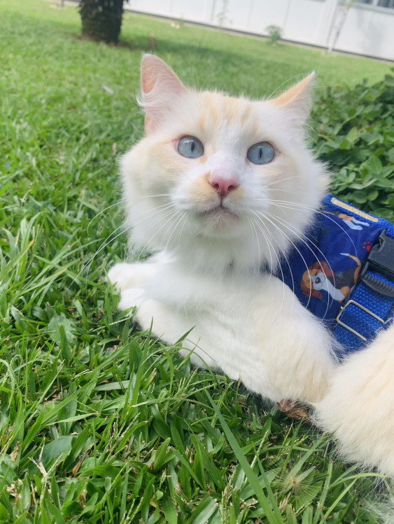 doa-se-irmaos-da-raca-ragdoll-adocao-doacao-cachorro-gato-0