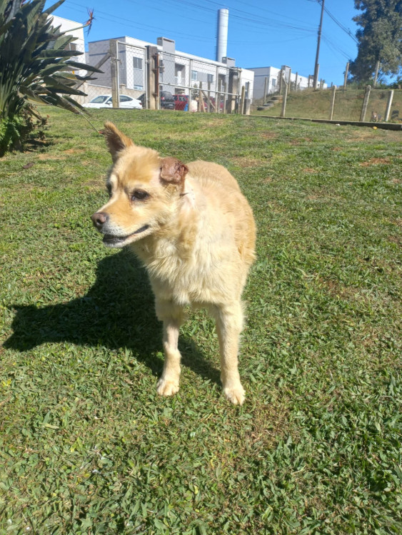 ursa-adocao-doacao-cachorro-gato-3