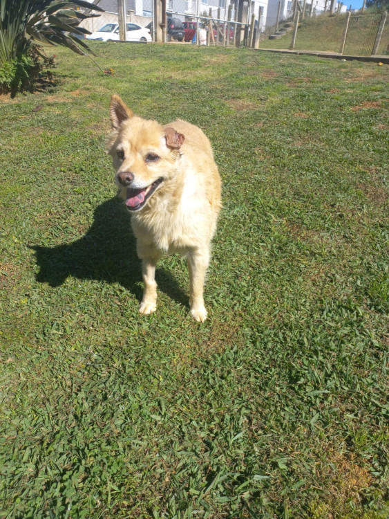 ursa-adocao-doacao-cachorro-gato-1