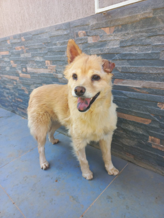 ursa-adocao-doacao-cachorro-gato-0