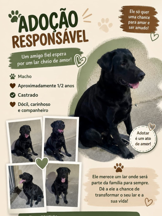 max-o-labralata-simpatico-adocao-doacao-cachorro-gato-2