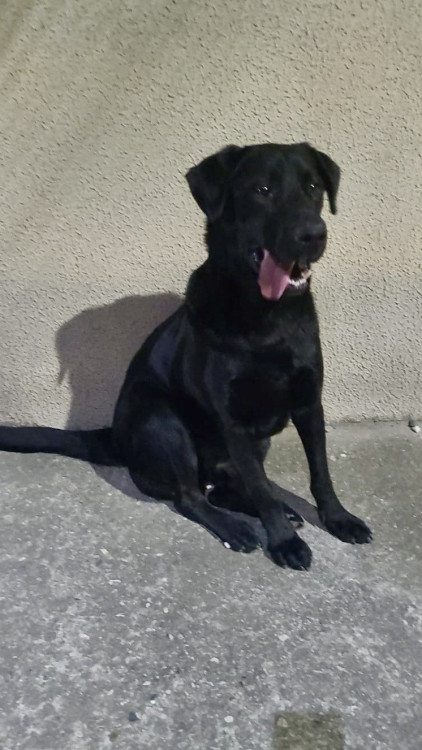 max-o-labralata-simpatico-adocao-doacao-cachorro-gato-0
