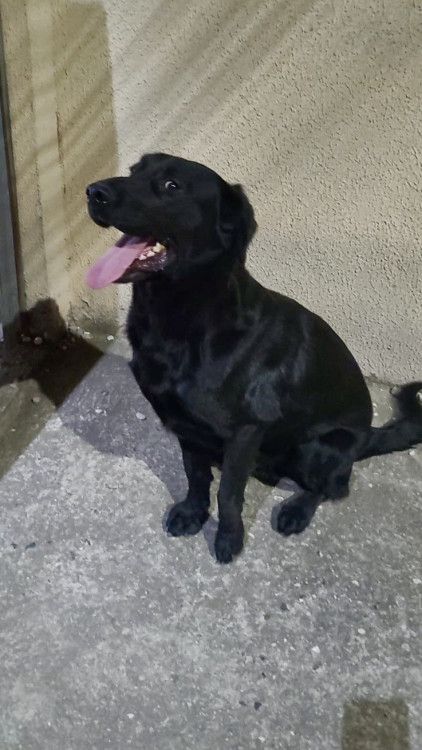 max-o-labralata-simpatico-adocao-doacao-cachorro-gato-1