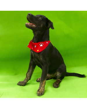Freddie: sensível e profundo, e dono de um olhar que cria vínculos intensos.