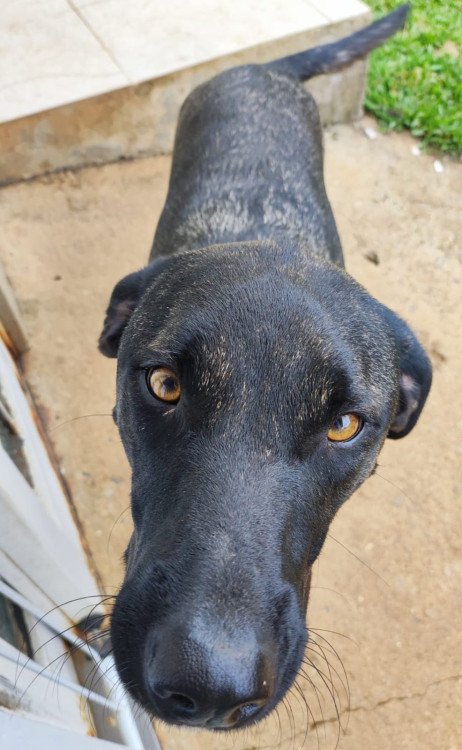 a-alegria-tem-quatro-patas-e-atende-pelo-nome-de-elvis-adocao-doacao-cachorro-gato-2