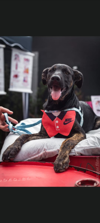se-carinho-pudesse-ganhar-uma-forma-ela-seria-o-bono-adocao-doacao-cachorro-gato-2