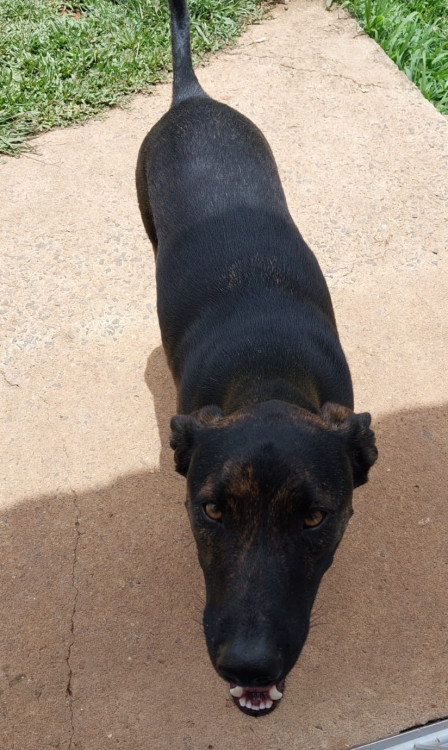 se-carinho-pudesse-ganhar-uma-forma-ela-seria-o-bono-adocao-doacao-cachorro-gato-3