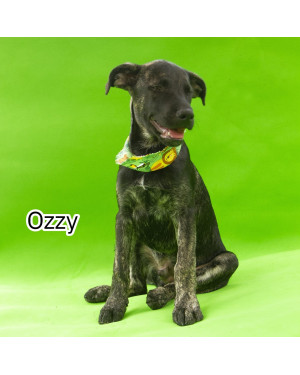 Ozzy "A paz também pode abanar o rabo."