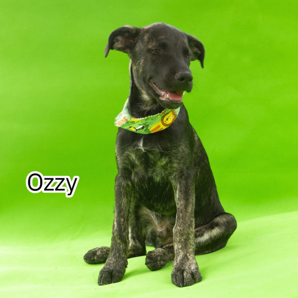 ozzy-a-paz-tambem-pode-abanar-o-rabo-adocao-doacao-cachorro-gato-0