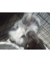 coelho-lionhead-femea-small-0