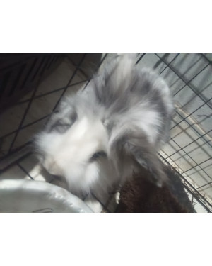 Coelho LionHead (Fêmea)