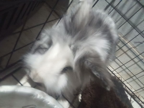 coelho-lionhead-femea-adocao-doacao-cachorro-gato-0