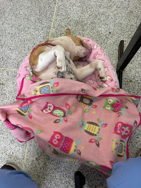 mulan-procura-um-lar-adocao-doacao-cachorro-gato-2
