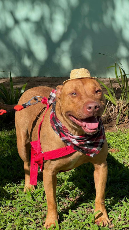 toddy-procura-um-lar-adocao-doacao-cachorro-gato-1